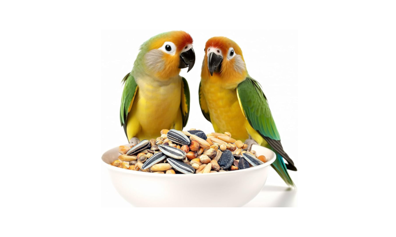 Comida para pájaros